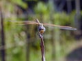 A close-up view of an Anisoptera, a close-up of a dragonfly insect Royalty Free Stock Photo